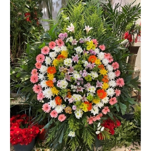 ��������-�ջ����ʰٺ���Ҷ��������ͼ���ƣ����ֱ��70CM�������ԼΪ1.2������<����Ȧ>
