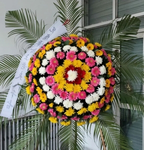 ��¶��˪-�ջ������ʡ���Ҷ��������ͼ���ƣ����ֱ��70CM�������ԼΪ1.2������<����Ȧ>