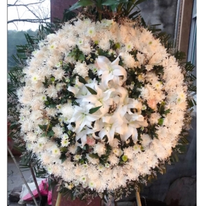 ���³���-�ջ���õ�塢�ٺϡ���Ҷ��������ͼ���ƣ����ֱ��1�ף������ԼΪ1.6������<����Ȧ>